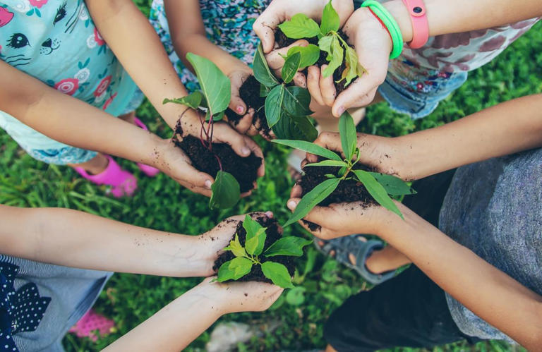 Las plantas son la base de la vida en la Tierra, transformando la luz del sol en alimento y oxígeno para todos los seres vivos.